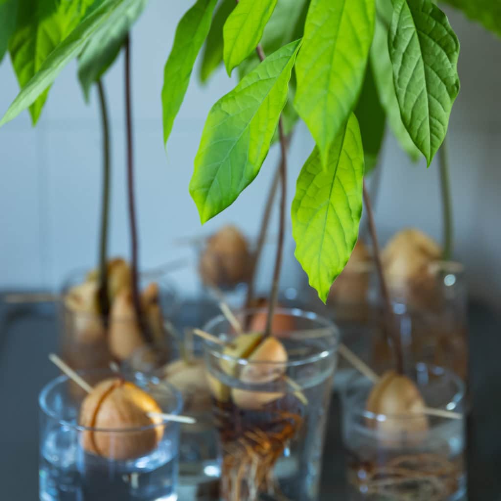 Comment faire pousser un avocat 2 méthodes Wepot L art d