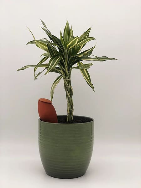 une olla XS enterrée dans un pot vert foncé, avec une plante à feuilles vertes