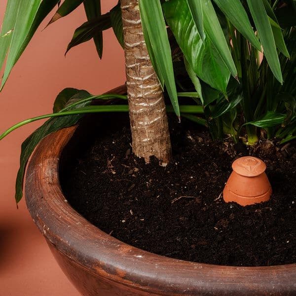 Un olla taille M de Wepot planté dans un grand pot de terre avec un yucca derrière.