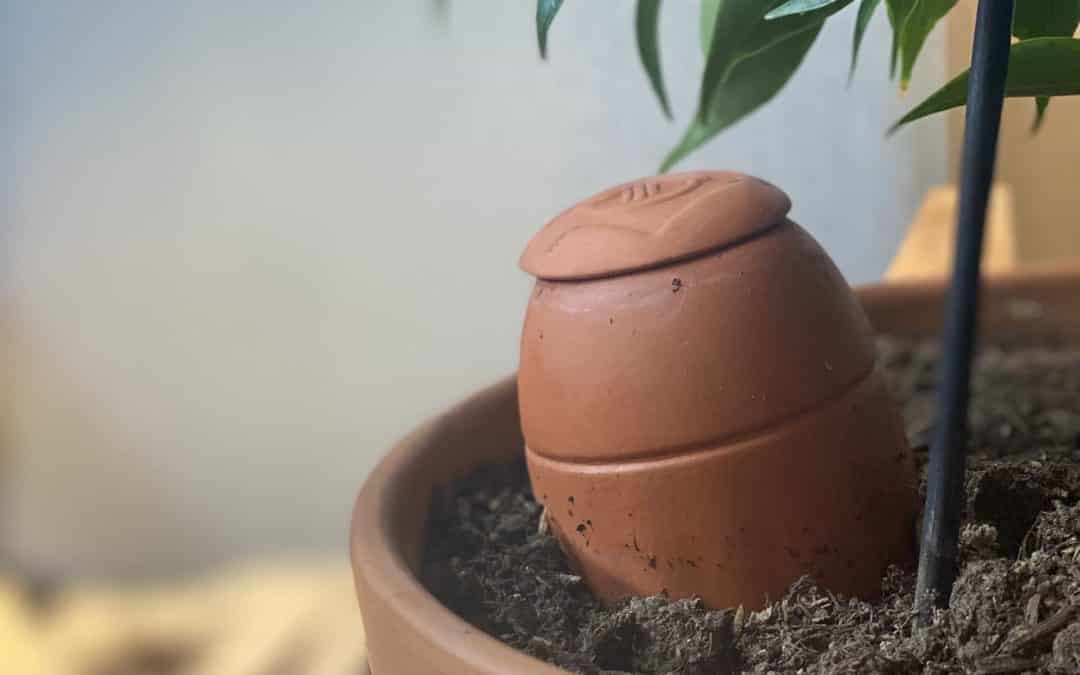 Où trouver des oyas ? La solution pour économiser l’eau !