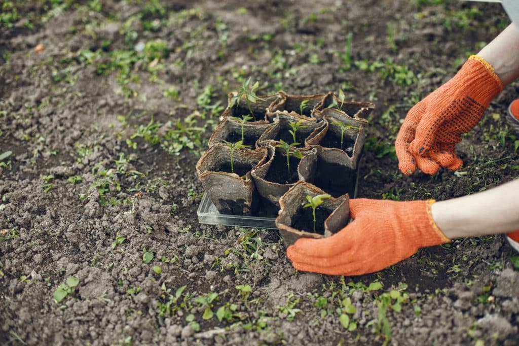 Womans hands in gloves planting young plant