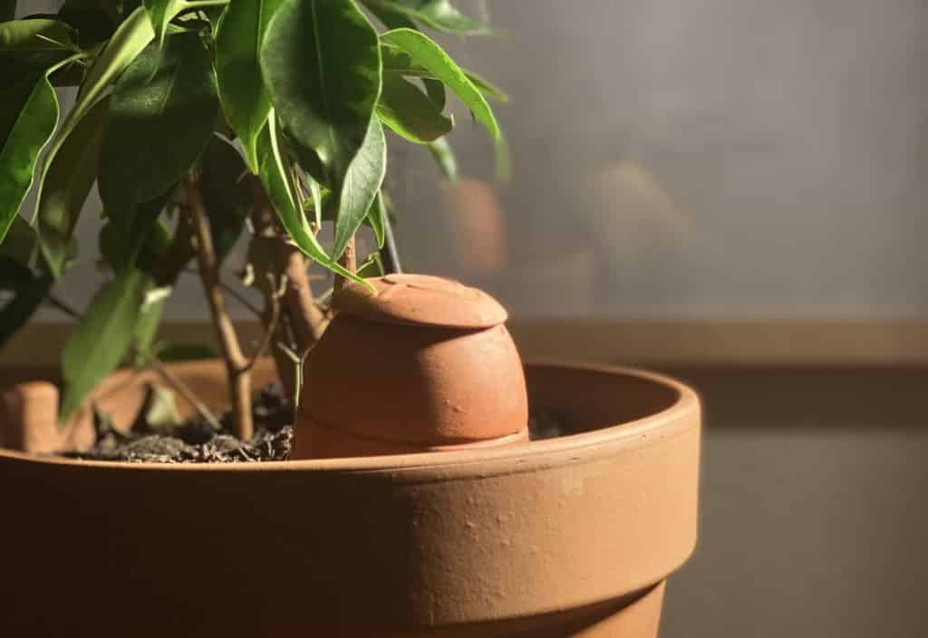 utiliser des Ollas pour prendre soin de ses plantes pendant les vacances