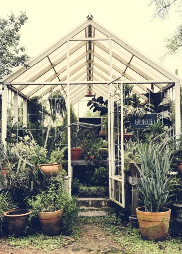 serre remplie de plantes vertes