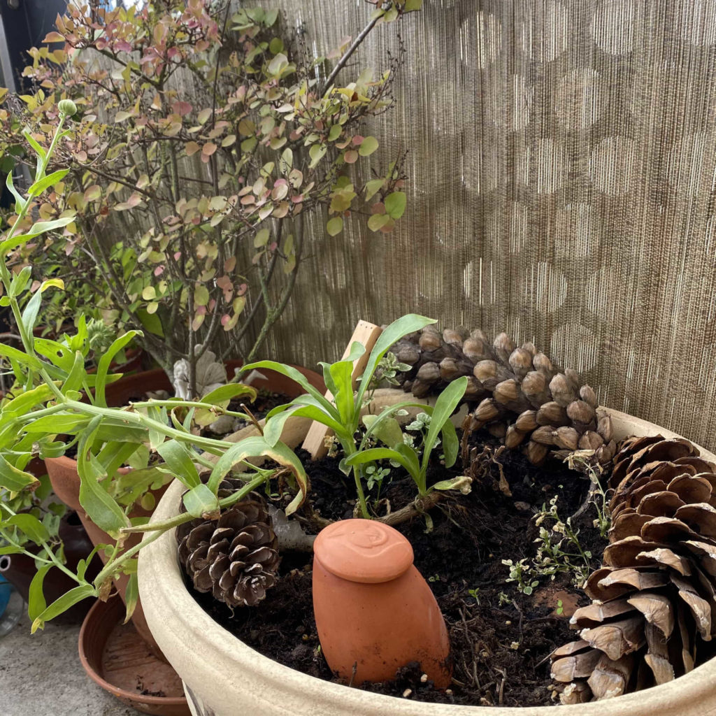 une oya plantée dans un pot de fleur avec des pommes de pin