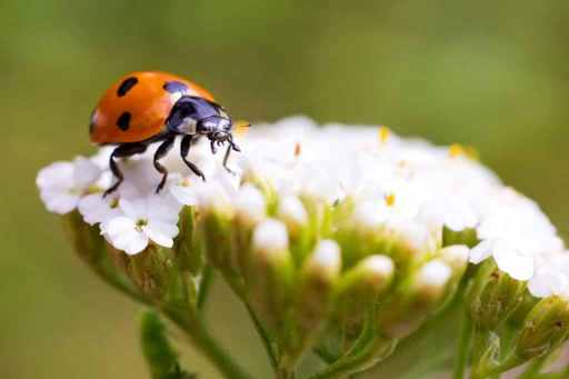 Quels insectes vivent dans un hôtel à insectes