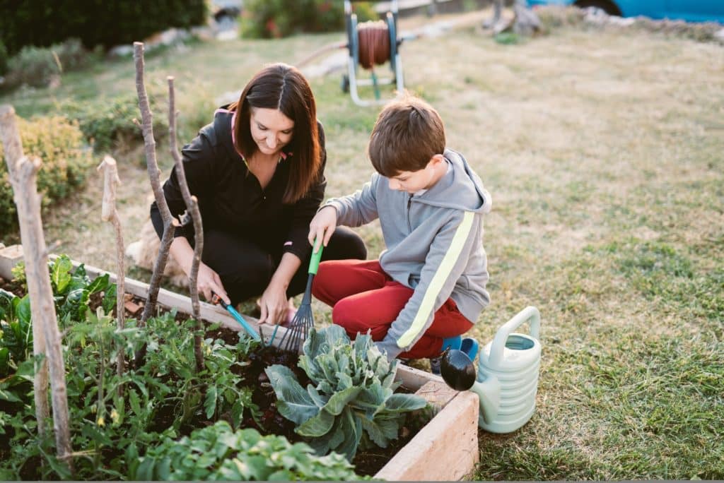 permaculture associations de plantes