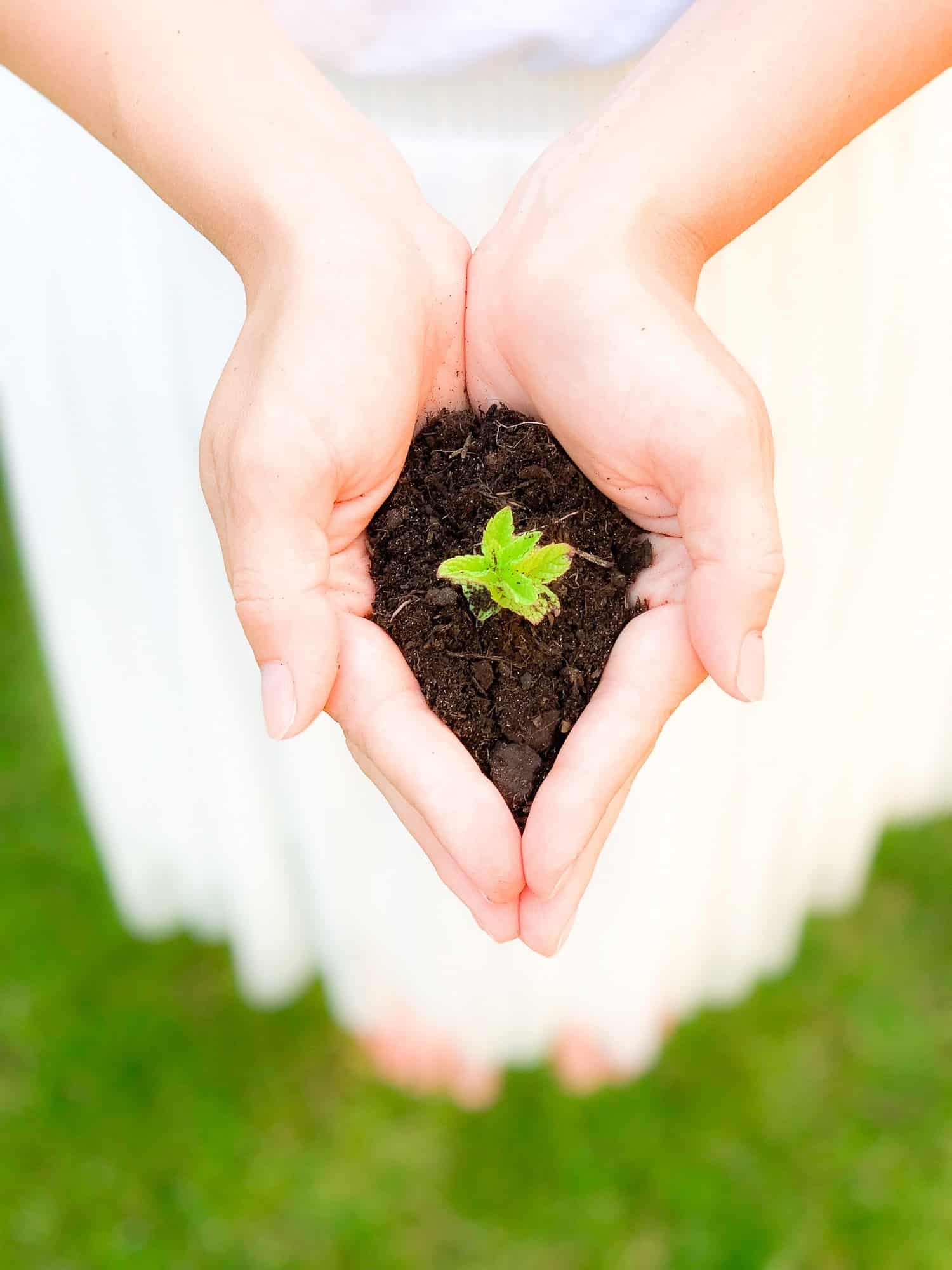 Nos conseils pour cultiver votre propre jardin bio - Rayons Verts