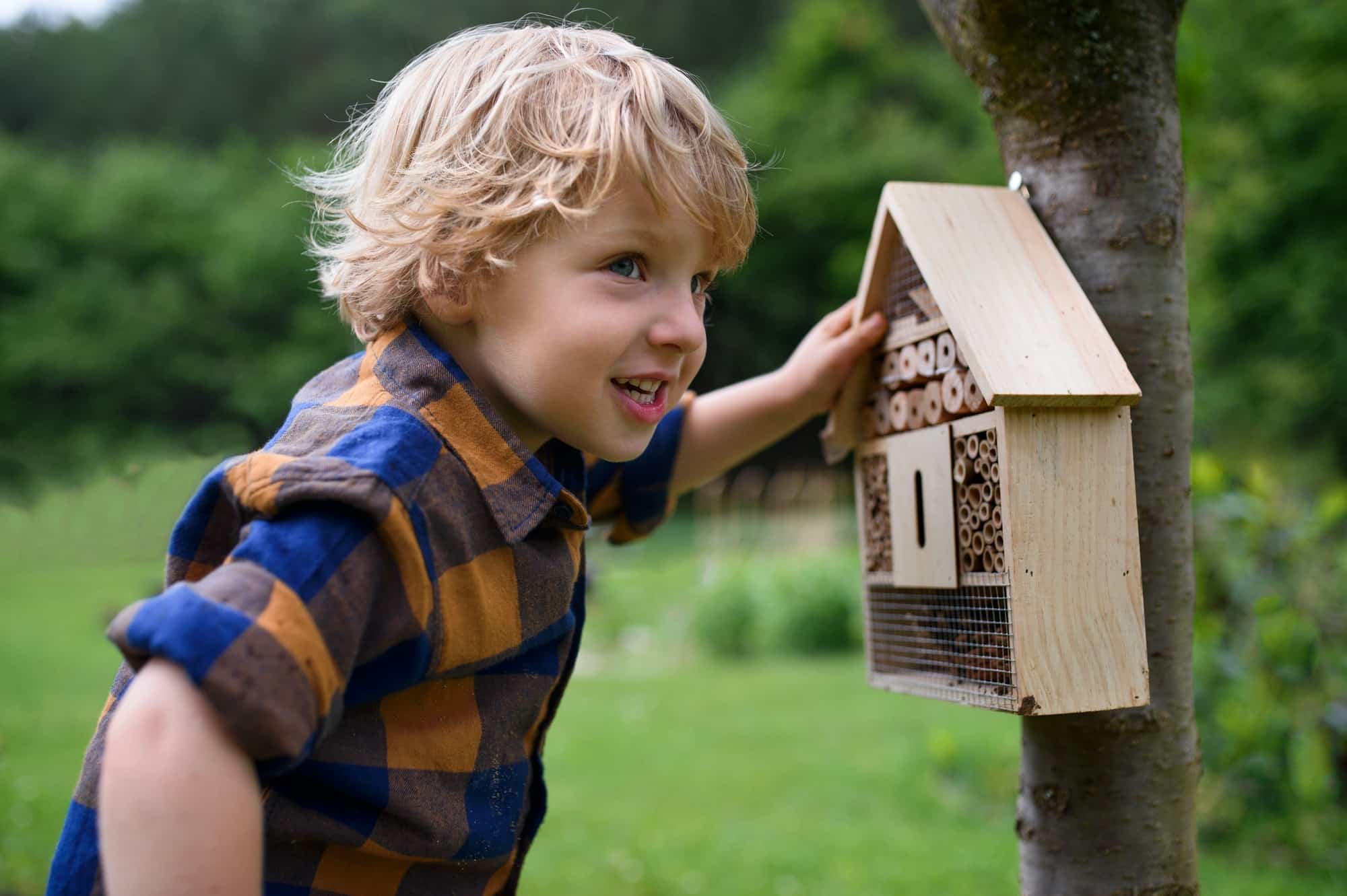 maison à insectes