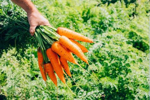 une botte de carottes fraiches