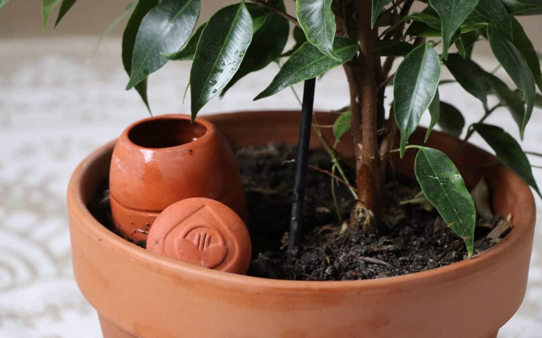 Fabriquer ses oyas maison : LA méthode pour un arrosage écologique !