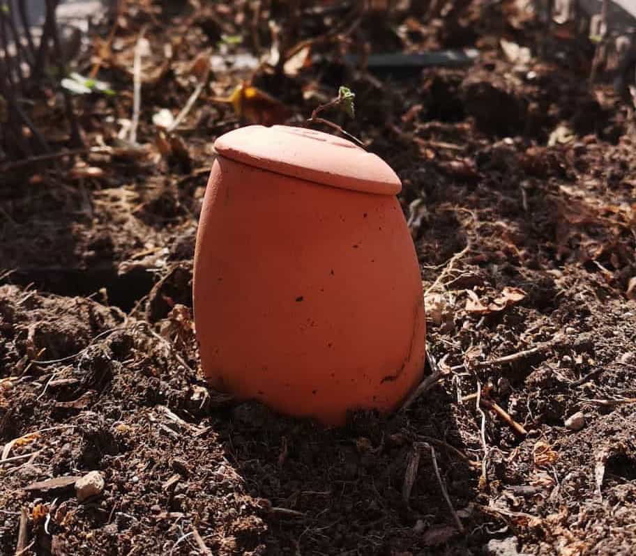 oya plantée dans la terre