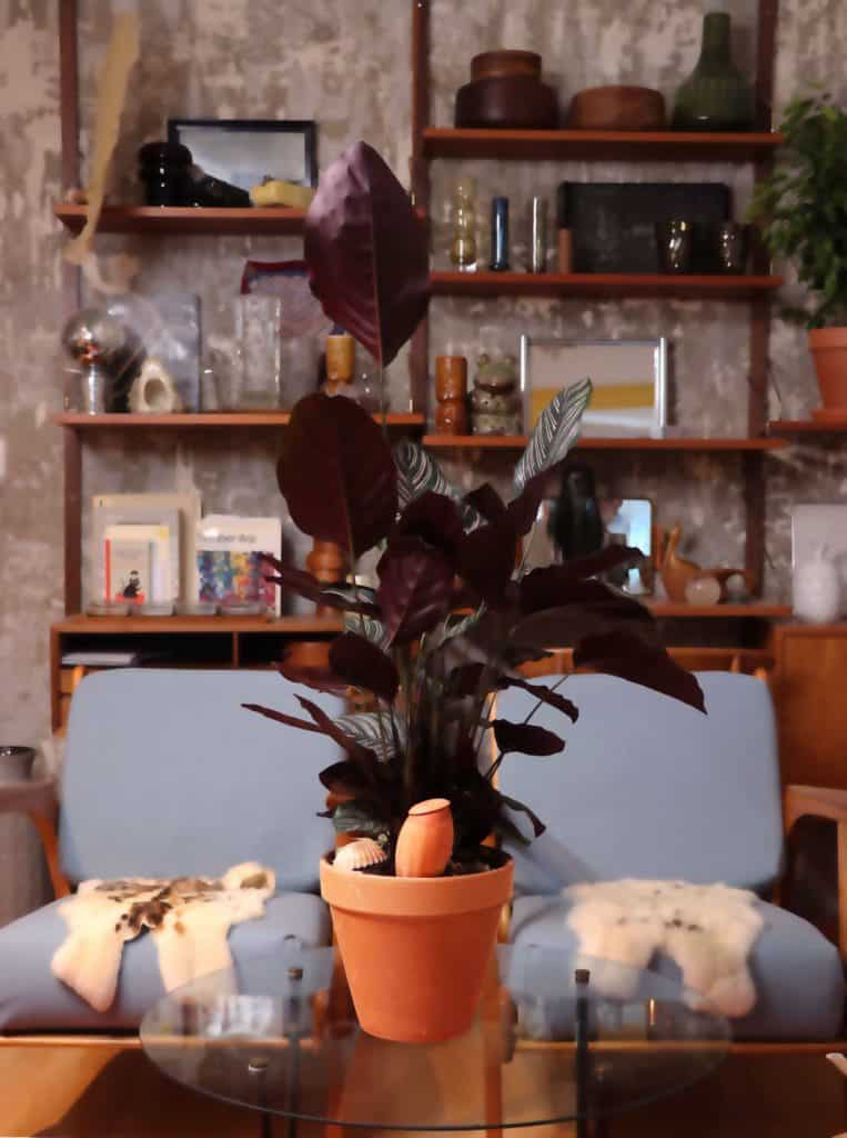 une plante dans un salon avec un oyas dans le pot