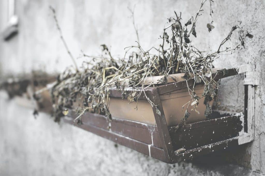 COMMENT SAUVER UNE PLANTE SÈCHE
