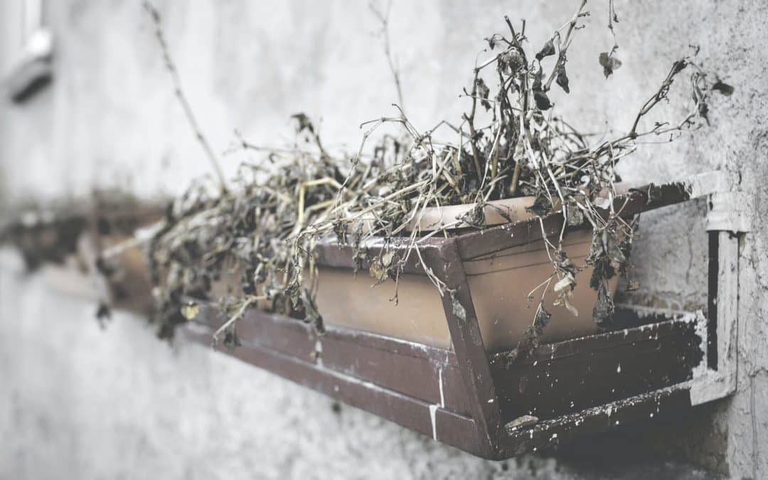 Comment sauver une plante sèche ? 5 astuces !