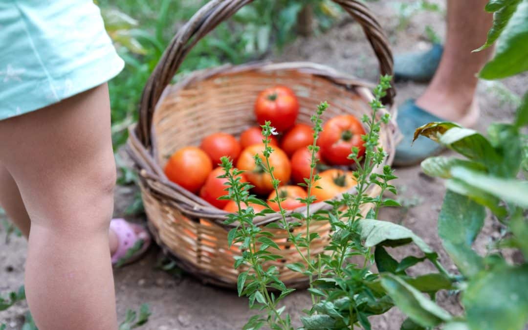 Arroser ses légumes avec des oyas : LA méthode écologique !