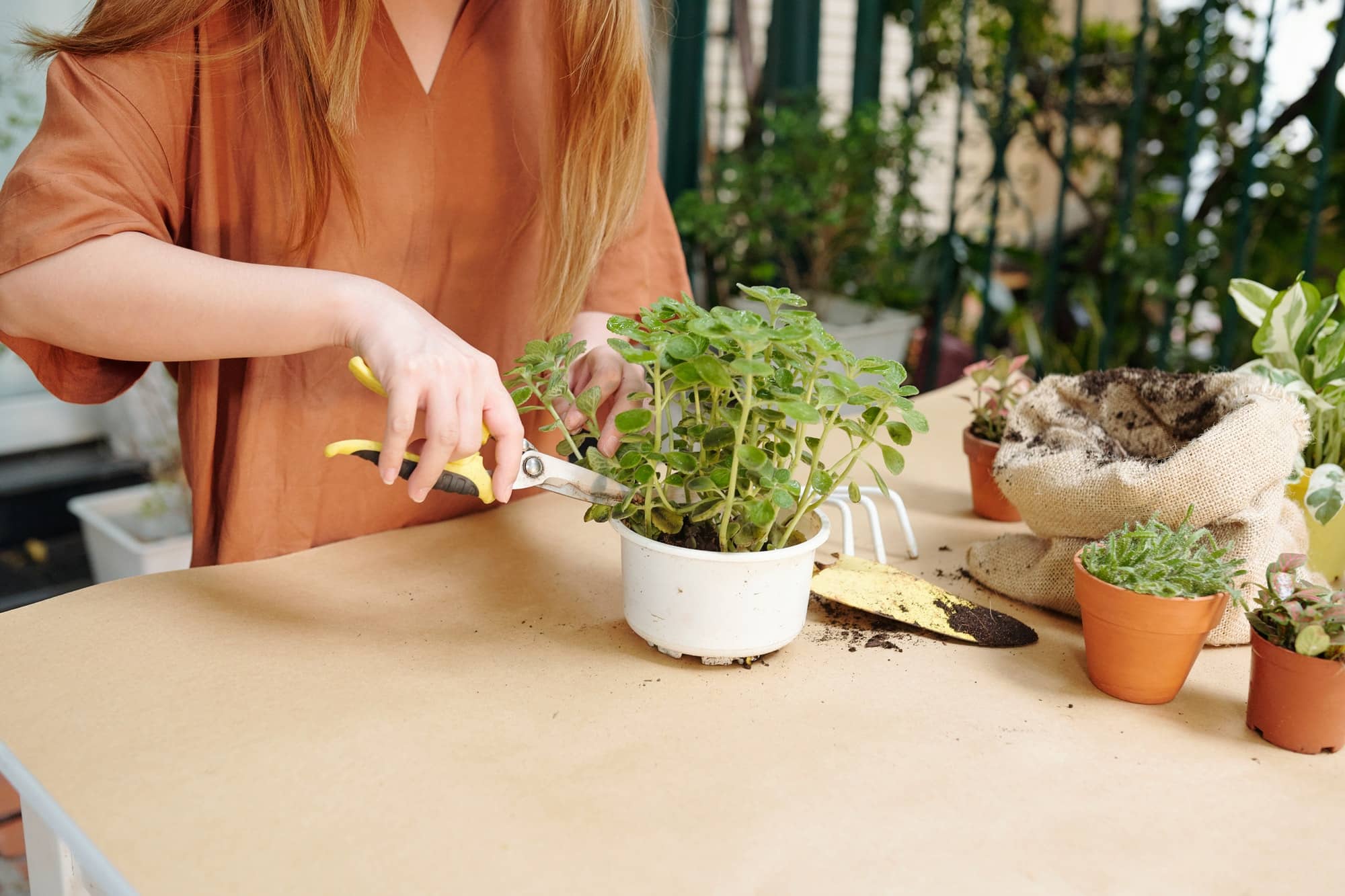 Comment conserver vos plantes séchées