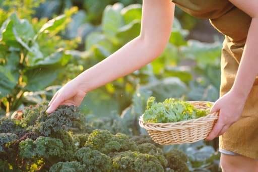 femme cueille de la salade dans son potager