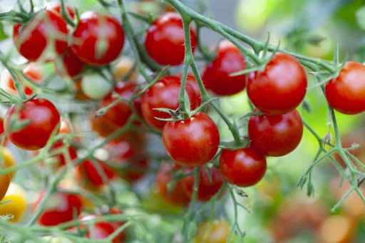tomates cerise sur la branche