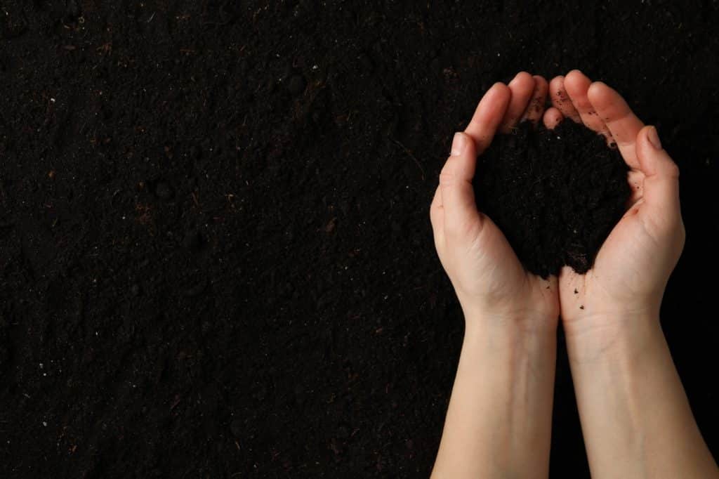 mains de femme tiens une poignée de terre humide bien irriguée