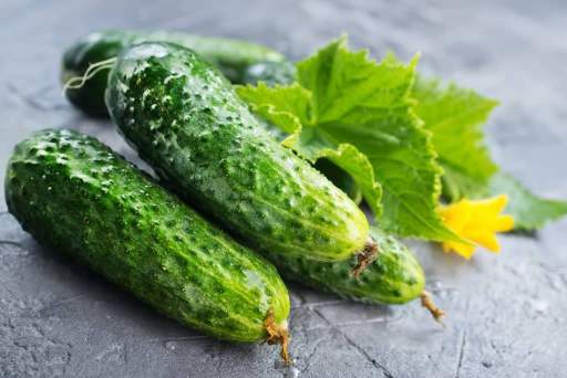 concombres Cucurbitacées