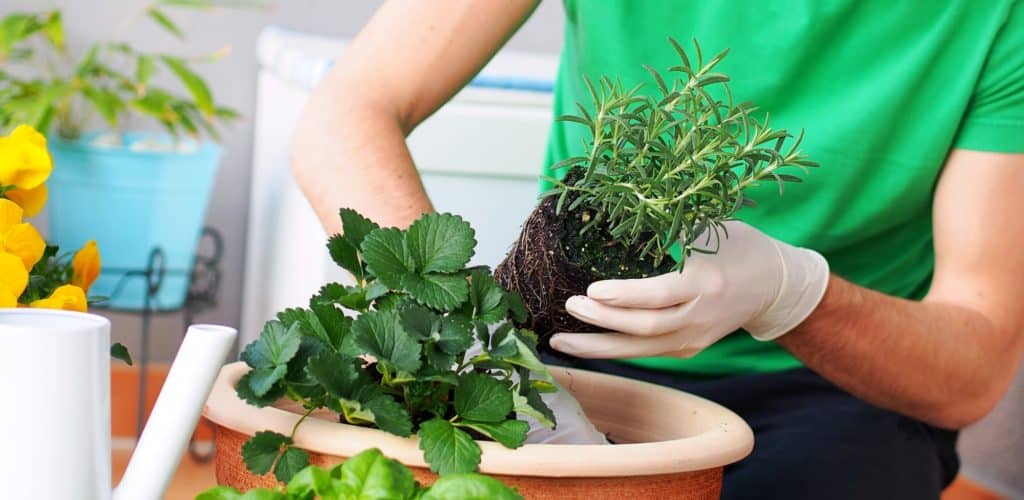 POTAGER POUR BALCON