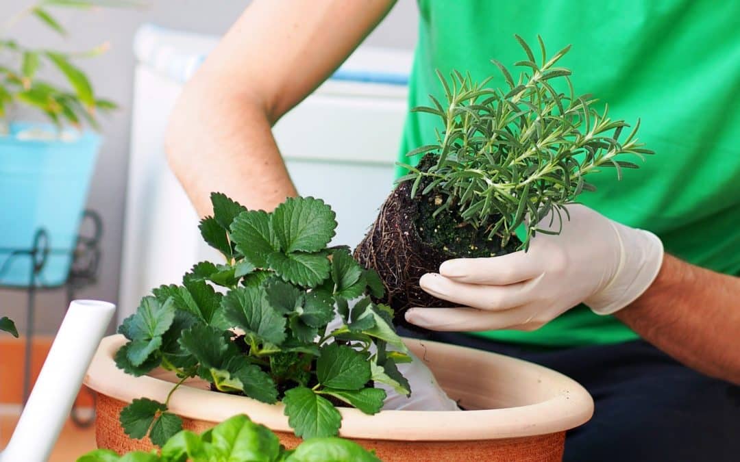 3 astuces pour réussir son Potager de balcon