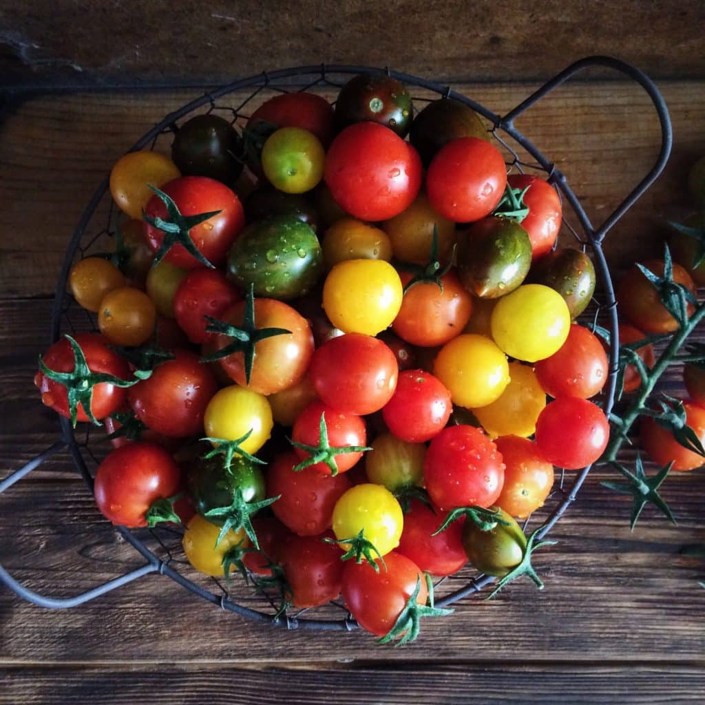 tomates cerises