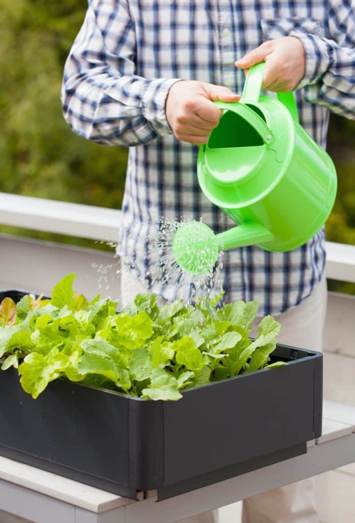 homme arrose son potager de balcon