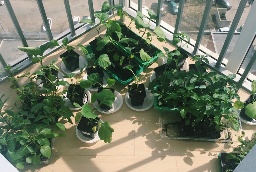 potager sur un balcon