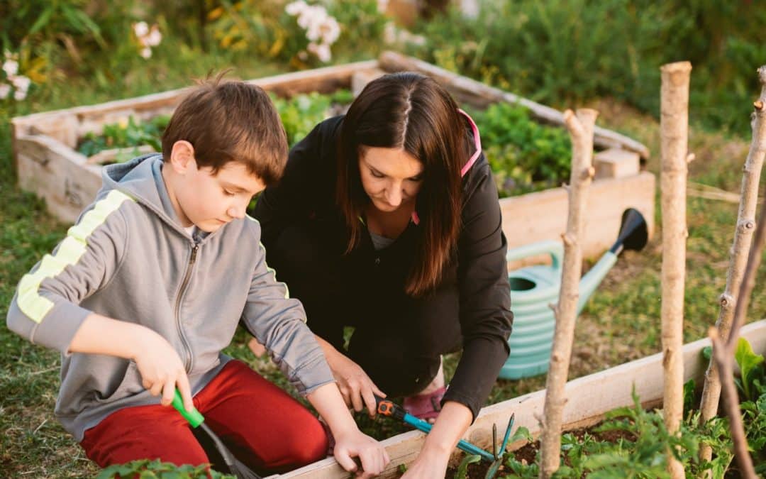 Comment planter des oyas dans un potager ?