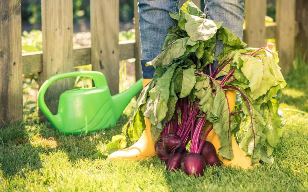 14 Association de plantes pour un potager vigoureux !