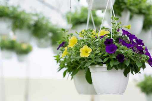fleurs dans un pot suspendu