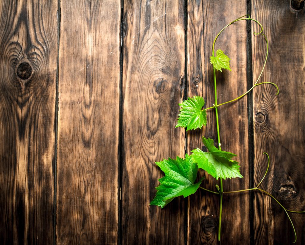 plante grimpante sur du bois