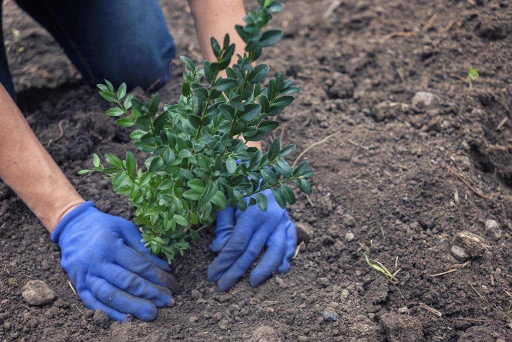 COMMENT PLANTER UN ARBUSTE EN POT