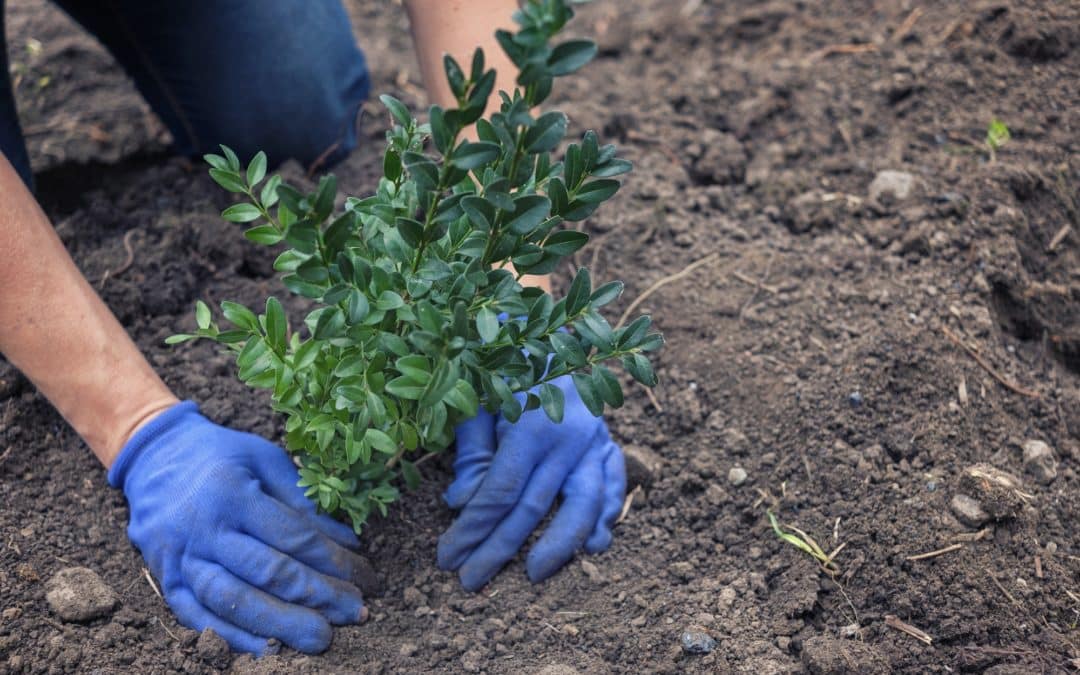 Comment planter un arbuste en pot ?