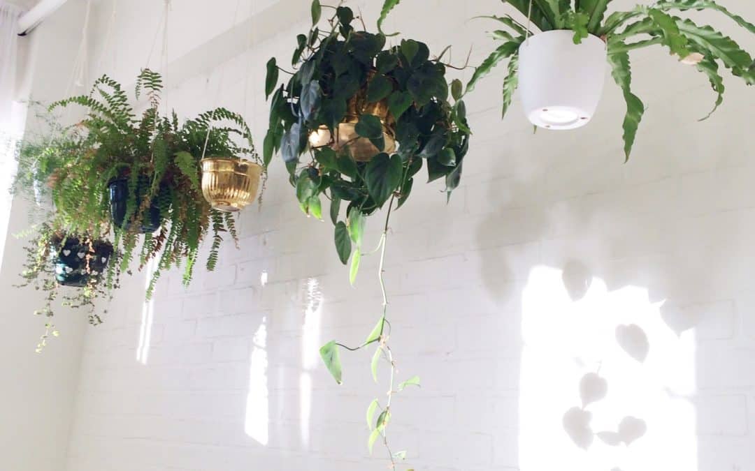 Suspension florale en intérieur : Tous NOS conseils !