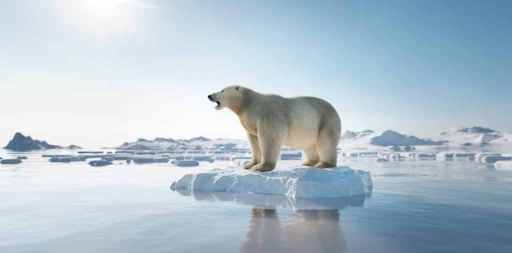 ours polaire sur la banquise en train de fondre à cause du réchauffement climatique
