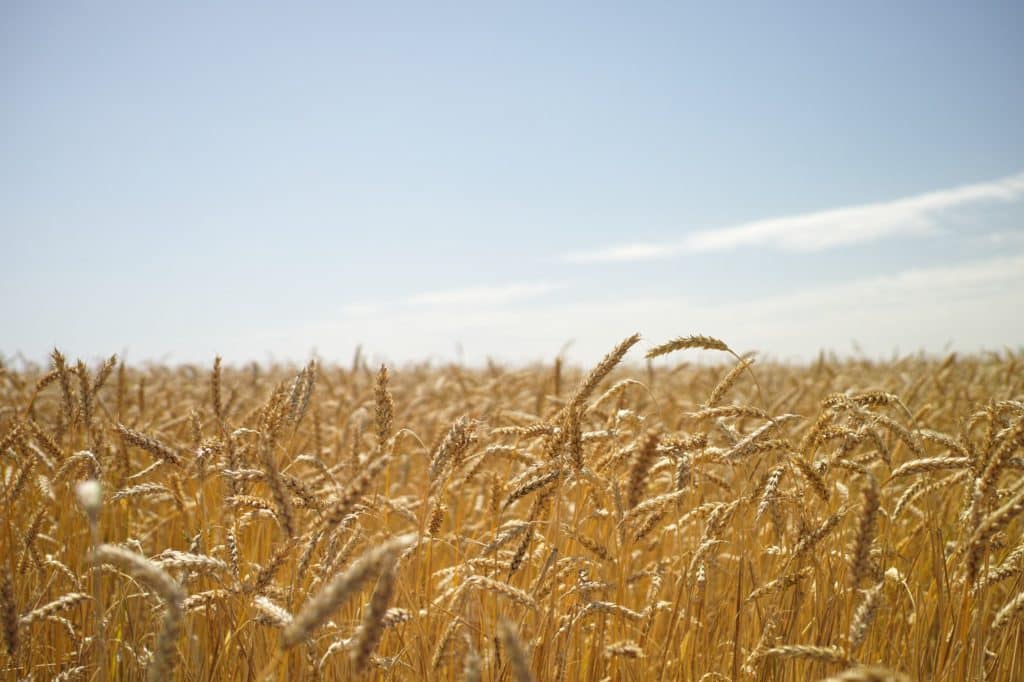 champ de blé agriculture