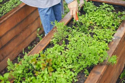 femme creuse un trou dans sa jardinière pour y planter une oyas