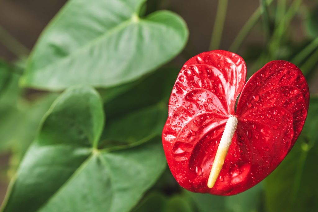 gros plan sur une fleur anthurium