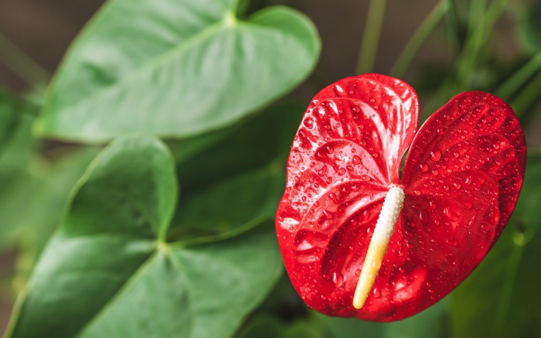 Notre sélection de fleurs d’extérieur qui fleurissent toute l’année