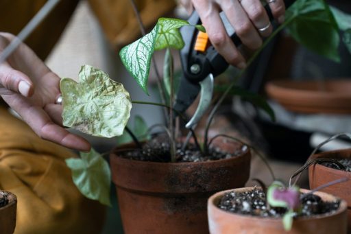 mauvaise surprise au retour de vacance, la plante est morte