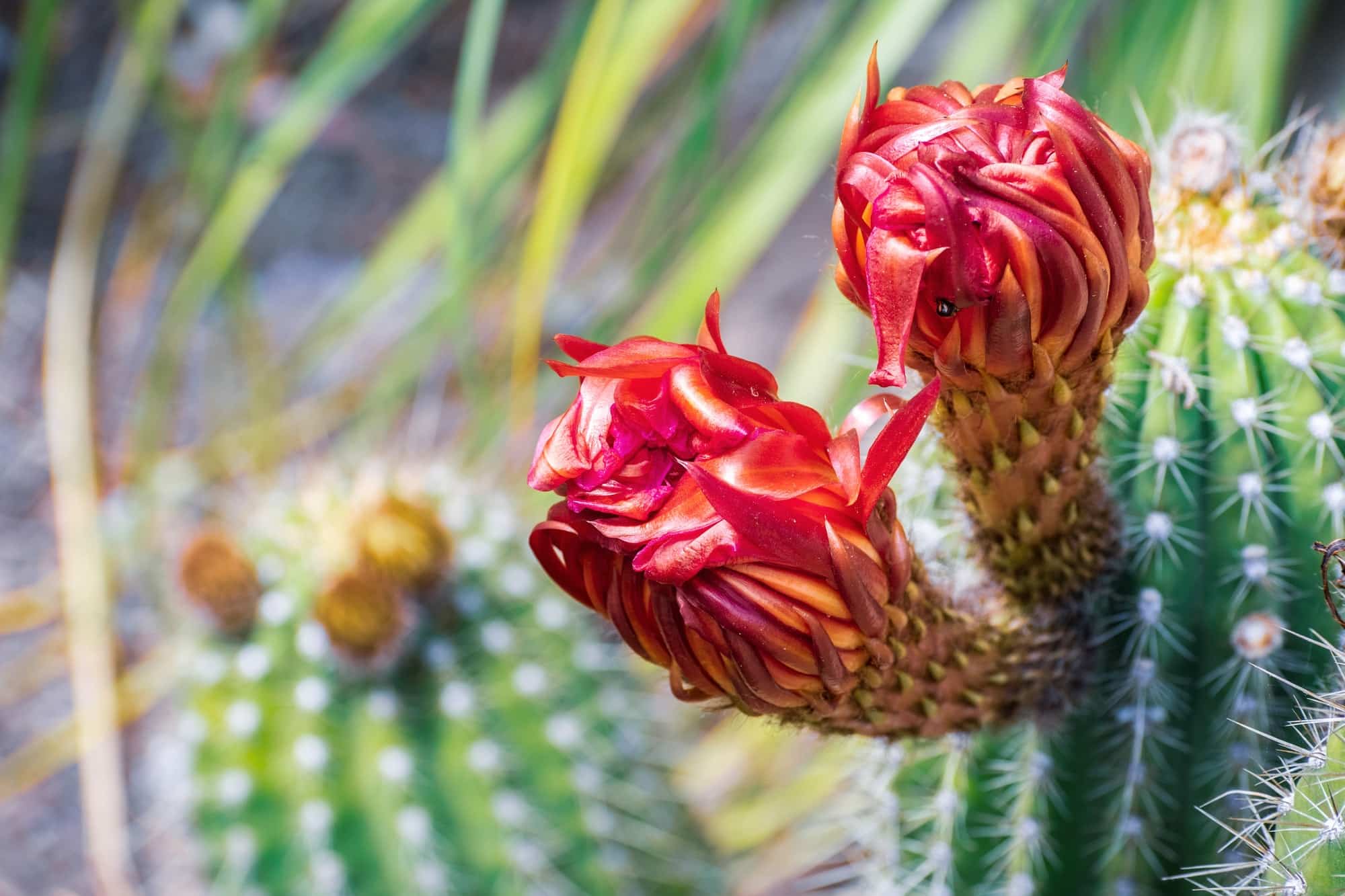 Cactus, plantes succulentes : quelle différence ?