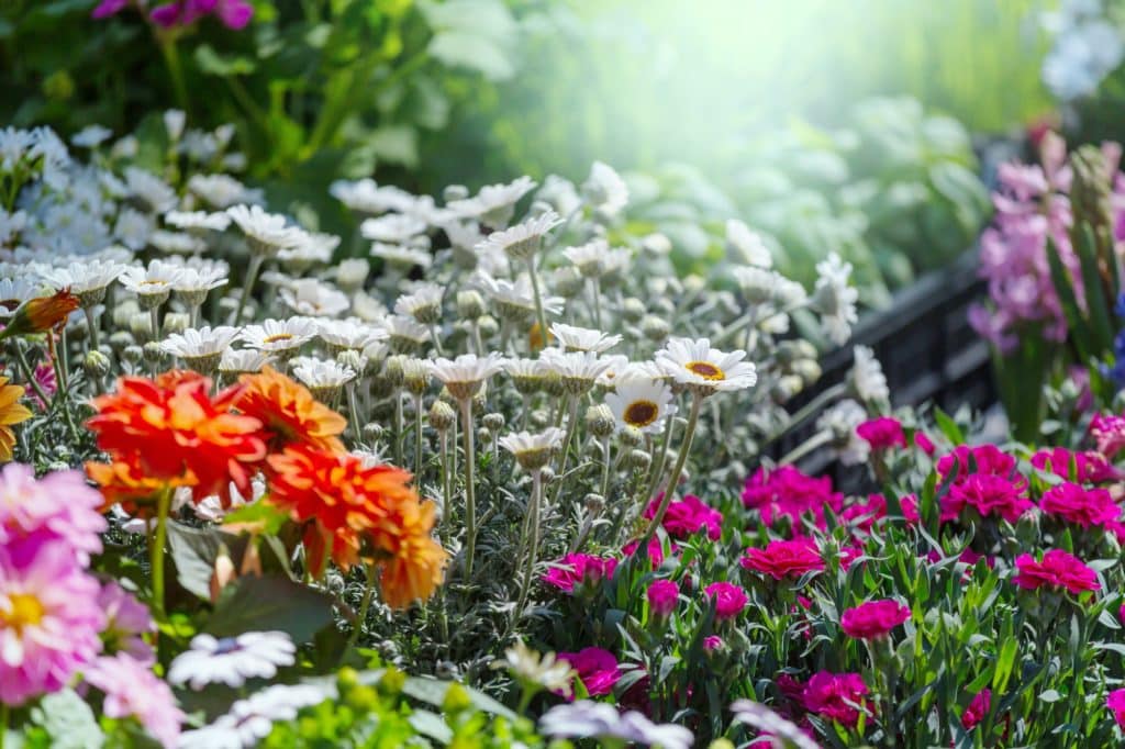 PARTERRE DE FLEURS SANS ENTRETIEN