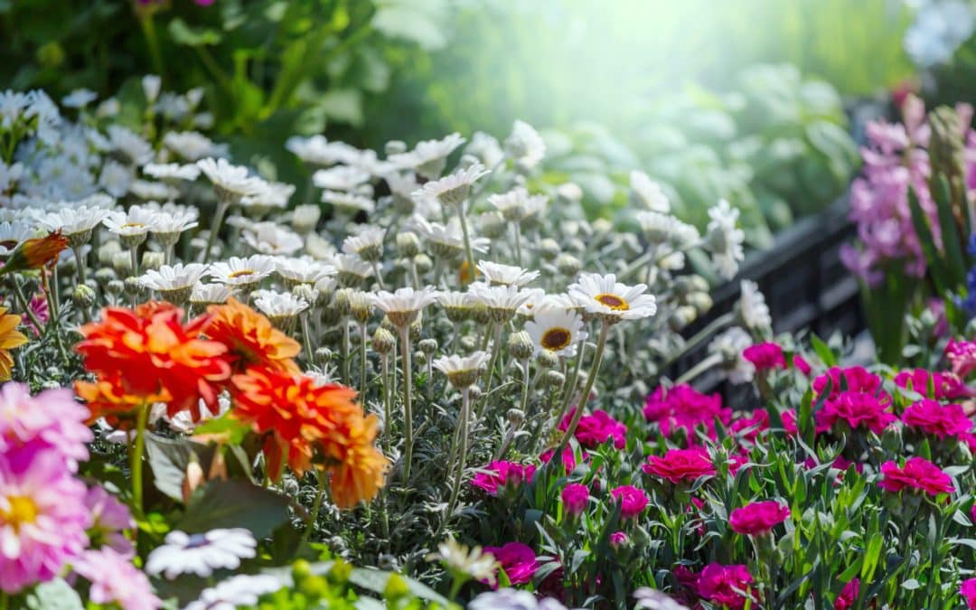 Un parterre de fleurs sans entretien en 5 conseils !
