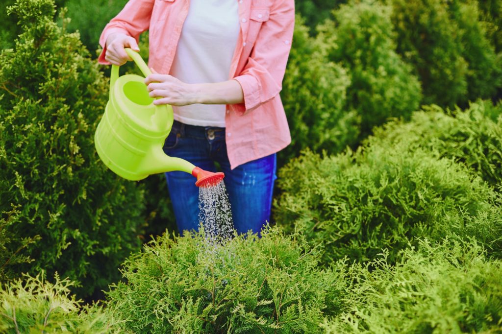 Femme arrose ses plantes avec de l'eau de pluie