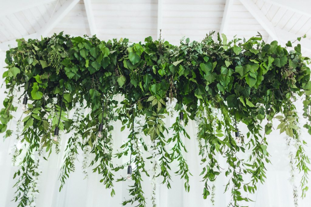 White wall decorated with hanging green ivy