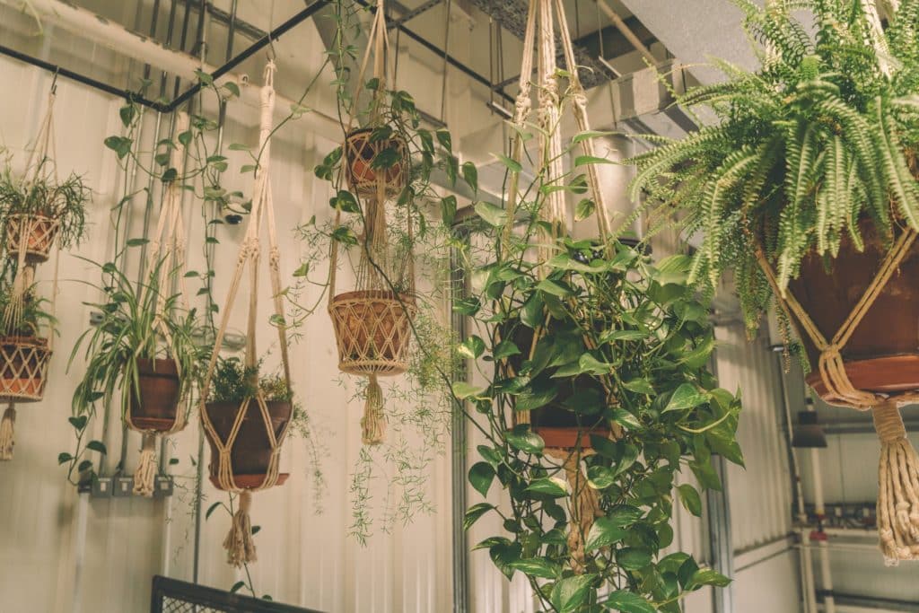 plantes retombantes d'extérieur