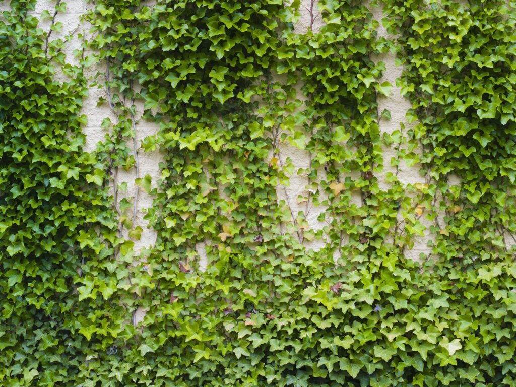 Ivy growing, a lush plant on a brick wall
