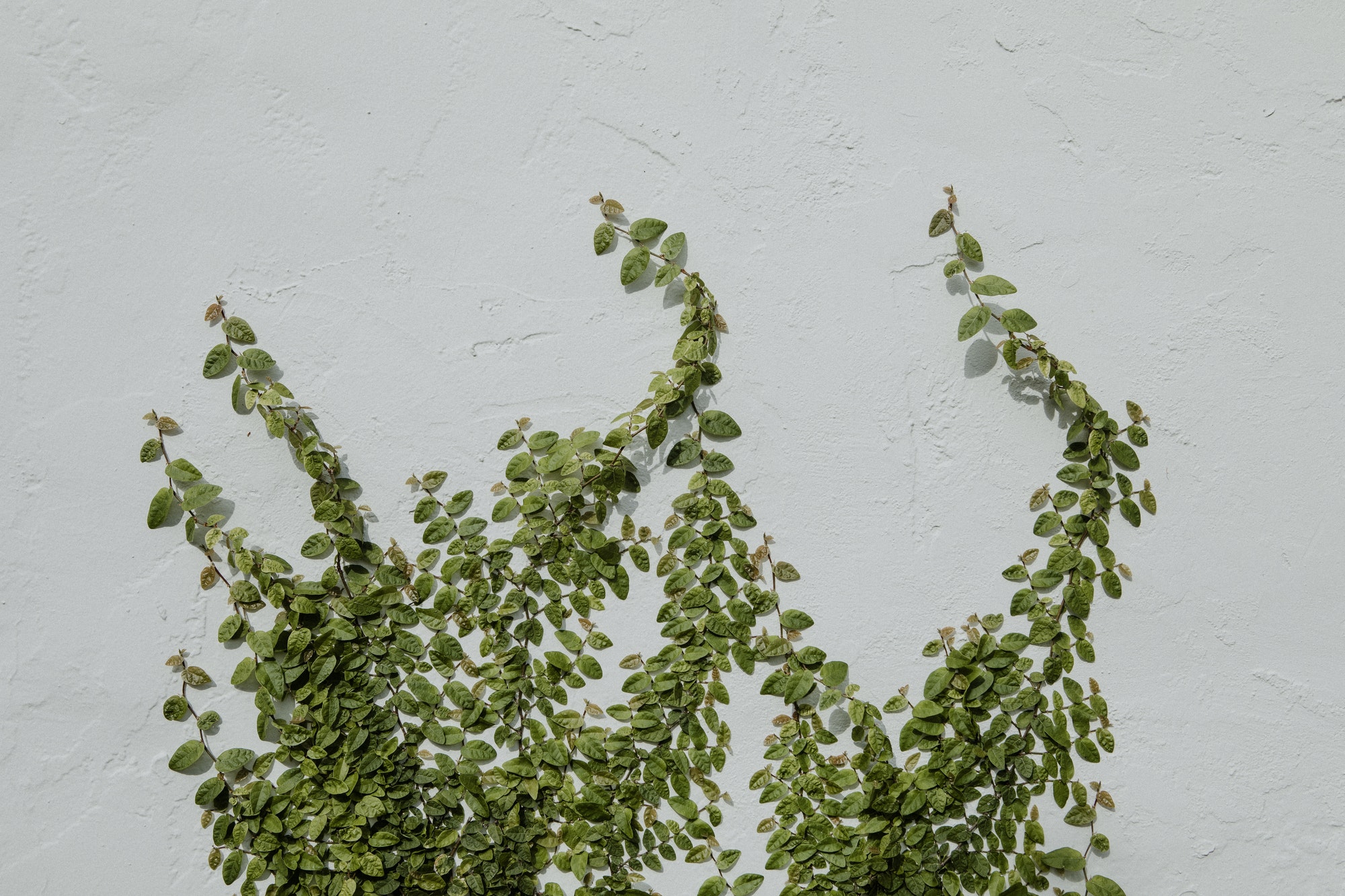 plantes grimpantes à feuillage persistant